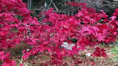 日本枫树，<strong>红叶</strong>，秋色，日本花园，日本公园，<strong>红叶</strong>特写背景